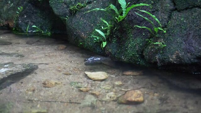 nature snapping turtle hiding under stone in stream and blinking eyes. 