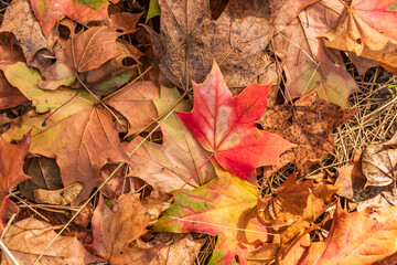 Beautiful autumn maple leaves background.