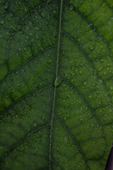 Green leaf of avocado plant macro photo. Leaf texture close up. Water drops on green surface. Abstract nature background.  