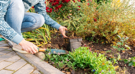 A female gardener transplants a container plant from a nursery into an open field in her garden. Picea abies Nidiformis in landscape dsesign. Transplanting plants with a closed root system.