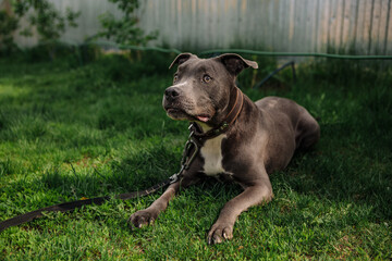 grey pit bull on green grass