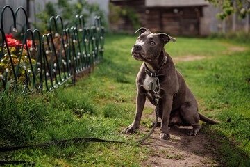 grey pit bull on green grass