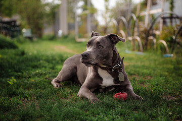 grey pit bull on green grass