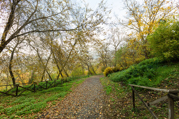 foresta, autunnale, orvieto, umbria, italia, duomo, cattedrale, storico, panorama, citt&aacute;, paesaggio, veduta, cittadina, architettura, panoramica, cielo, viaggiare, distanza, europa,