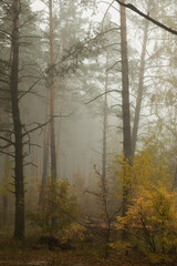 Autumn in the Kyiv park