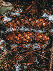 autumn leaves on the ground