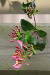 Pink flower close up photo. Wooden fence background. Summer in the garden.