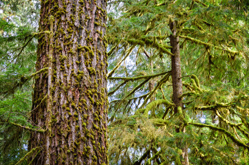 Hoh Rainforest in Olympic National Park