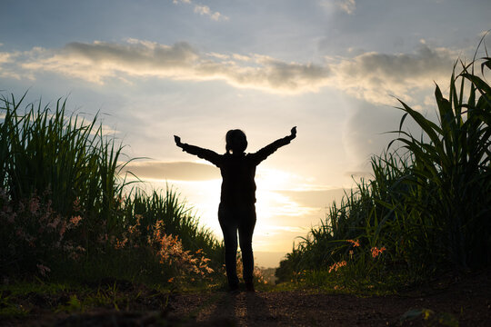 Farmer Woman Silhouette Standing In The Sugar Cane Plantation In The Background Sunset Evening