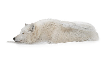 A white arctic wolf lies in the snow during snowfalls.