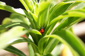 Insecto