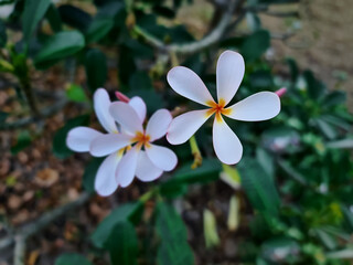 High Angle View of White Plumeria Flower with Selective Focus