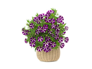 Beautiful bouquet of petunias isolated on white background.