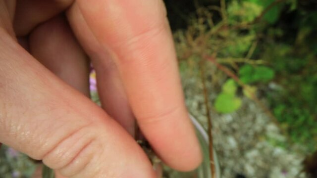 POV shot of a hand picking the seeds from a dried up flower bud outdoor, and letting them fall in a glass jar. DIY organic seed harvest.