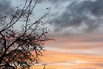 Apple tree branch against the background of sunset in November
