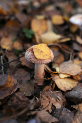 Small spotted pale pink inedible mushroom with a yellow leaf on the cap.