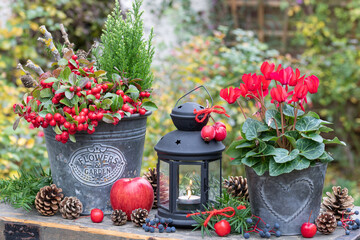 rotes Alpenveilchen und Gaultheria procumbens in vintage Zinktöpfen im Herbstgarten