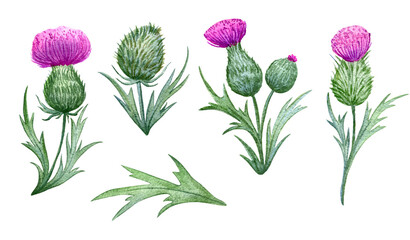 beautiful watercolor set with thistles