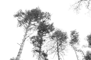 outdoor trees silhoutte beautiful view