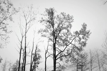 outdoor trees silhoutte beautiful view