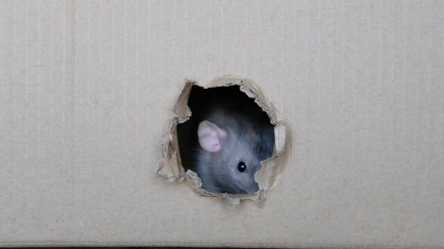 Curious domestic cute home rat looking / peeking out of a hole in a box