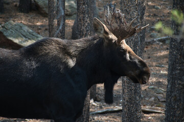 Bull moose