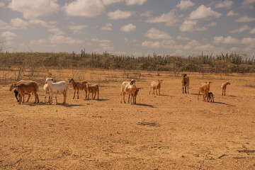 Obraz na płótnie Canvas goats in the desert