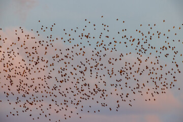 Flock of birds in evening