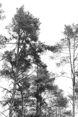 outdoor autumn trees silhouette natural beauty