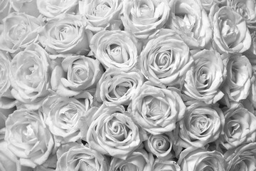 Black and white background with beautiful I am black and white roses