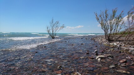 landscape with trees