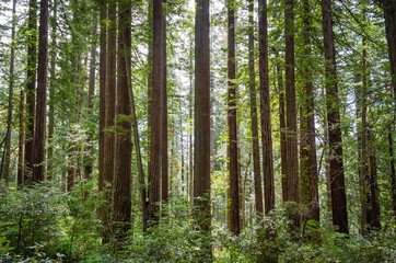 Fototapeta premium Redwood National Park