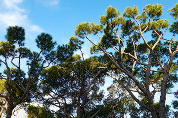 Pinien vor blauem Himmel 