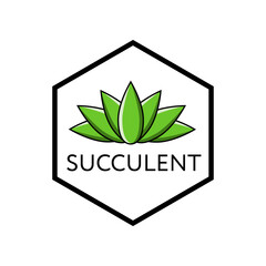 Succulent plant in green florarium on a white background. Text image. Flower composition. A simple image of a house plant.