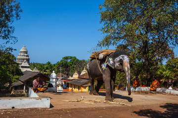 Naklejka premium Elephant on holiday