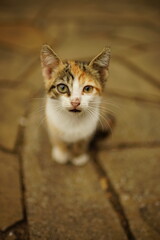 Cute tricolor kitten sitting on a summer stone road.
