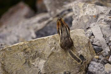 Cute small chipmunk in north America