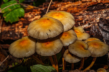 Funghi tops