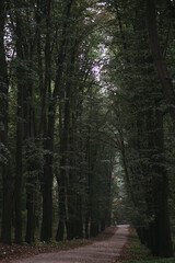 Obraz premium morning walk on an empty path in the park. High quality photo