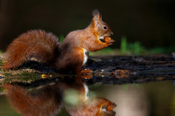 Eurasian red squirrel (Sciurus vulgaris) searching for food in the autumn around a pool of water in the forest of Limburg, in the Netherlands
