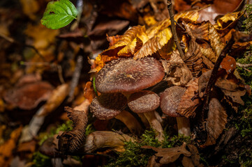 mushrooms in the forest