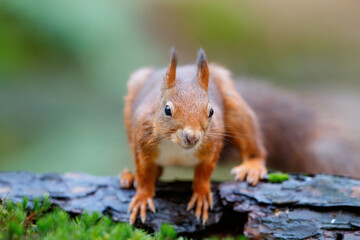 Eurasian red squirrel (Sciurus vulgaris) searching for food in the autumn around a pool of water in the forest of Limburg, in the Netherlands