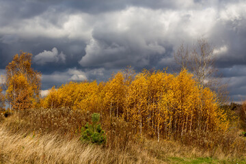 Fototapeta premium Trees in autumn robe
