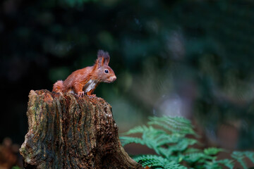 Eurasian red squirrel (Sciurus vulgaris) searching for food in the autumn around a pool of water in the forest of Limburg, in the Netherlands