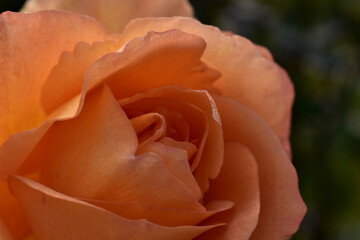 Beautiful rose close-up on a dark background
