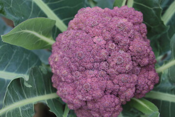 Purple cauliflower with green leaves.	
