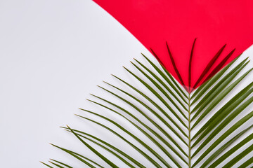 Green palm plant with long leaves. Red and white background.