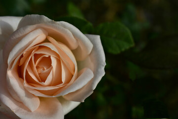Beautiful cream rose in the garden close-up
