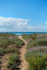 Sandiger Pfad durch D&uuml;nenlandschaft mit Blick auf Meer