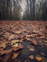 Autumn leaves on the ground